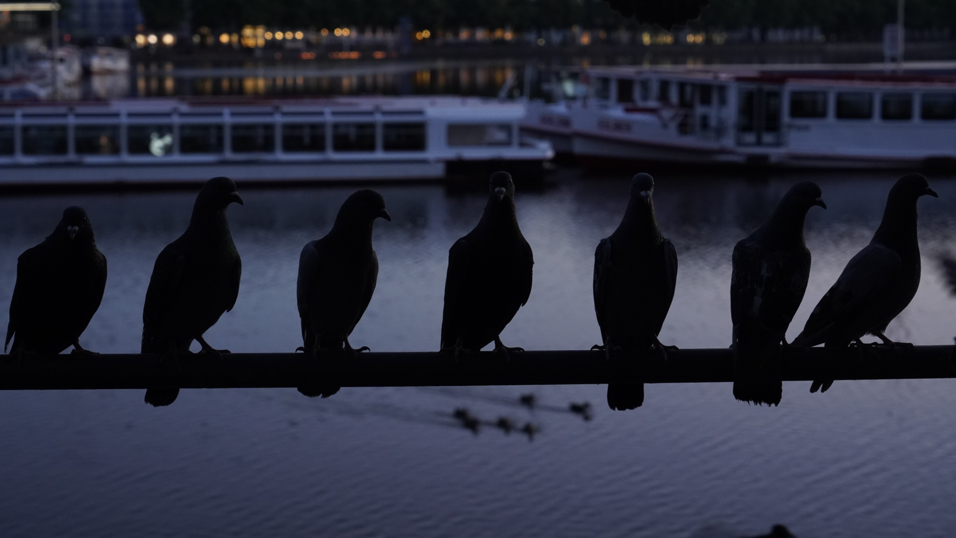 Tauben auf einem Geländer am Wasser in der Abenddämmerung